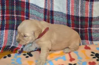 Morgan, a female Golden Retriever for sale in Owen, WI – 1 of 4