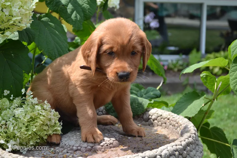 Hans – Golden Retriever puppy for sale in Owen, WI