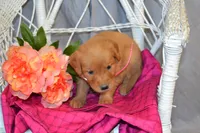 Bubbles, a female Golden Retriever for sale in Owen, WI – 5 of 5