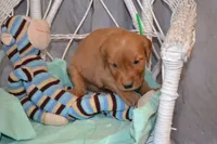 Boxer, a male Golden Retriever for sale in Owen, WI – 5 of 5
