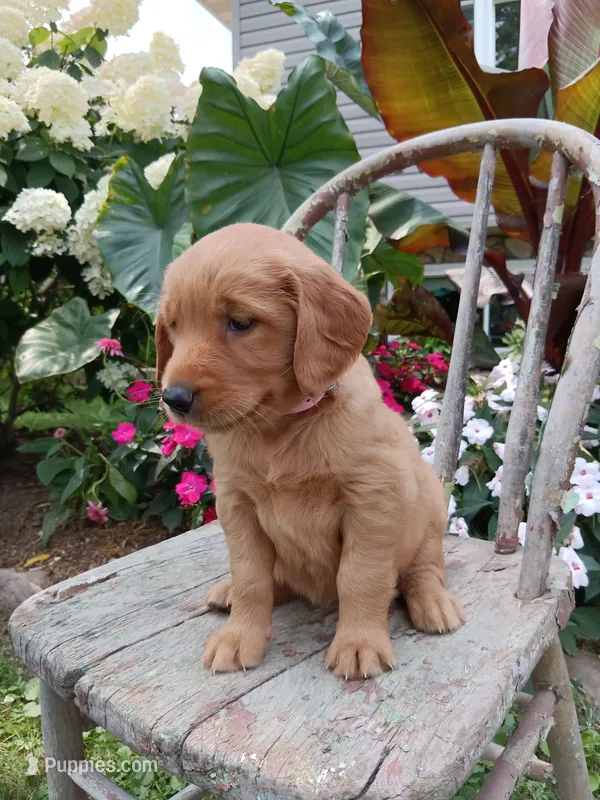Hazel – Golden Retriever puppy for sale in Owen, WI