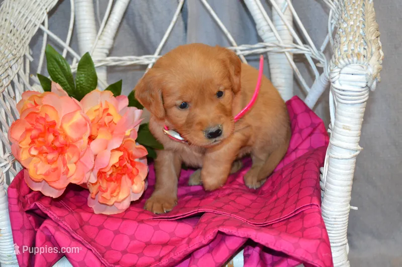 Bubbles – Golden Retriever puppy for sale in Owen, WI