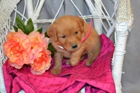 Bubbles, a female Golden Retriever for sale in Owen, WI – 1 of 5