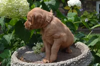 Harley, a male Golden Retriever for sale in Owen, WI – 2 of 7