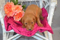 Bailey, a female Golden Retriever for sale in Owen, WI – 2 of 5