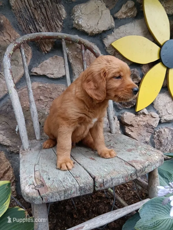 Butch – Golden Retriever puppy for sale in Owen, WI