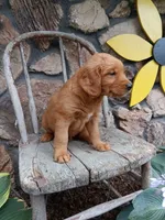Butch, a male Golden Retriever for sale in Owen, WI – 4 of 4