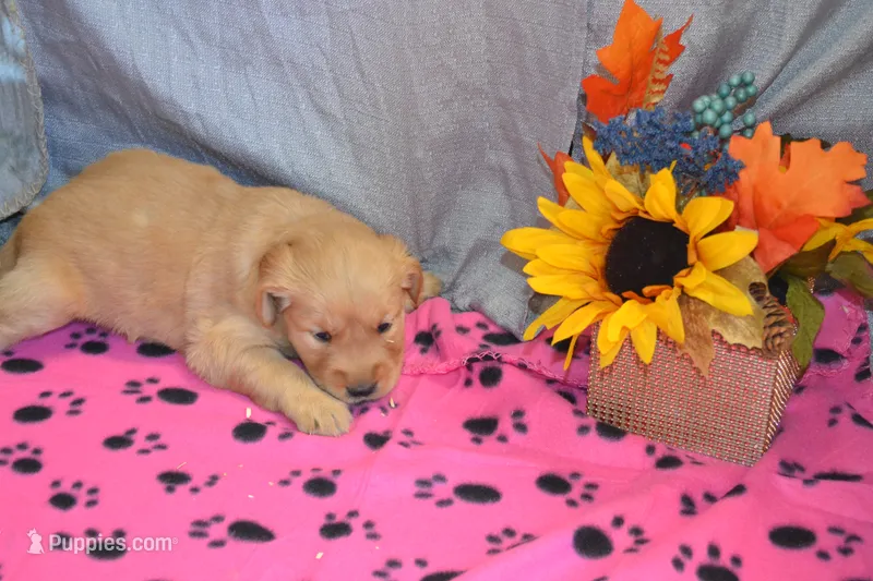 Mylie – Golden Retriever puppy for sale in Owen, WI