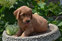 Homer, a male Golden Retriever for sale in Owen, WI – 4 of 7