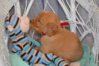 Buster, a male Golden Retriever for sale in Owen, WI – 3 of 6