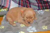 Mandy, a female Golden Retriever for sale in Owen, WI – 3 of 4