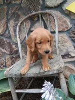 Biff, a male Golden Retriever for sale in Owen, WI – 2 of 4