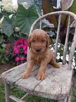 Harper, a female Golden Retriever for sale in Owen, WI – 3 of 6