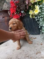 Beauty, a female Golden Retriever for sale in Owen, WI – 5 of 5