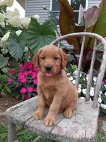 Heather, a female Golden Retriever for sale in Owen, WI – 4 of 6