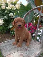 Hailey, a female Golden Retriever for sale in Owen, WI – 5 of 5