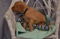 Bruno, a male Golden Retriever for sale in Owen, WI – 4 of 5