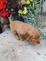 Beauty, a female Golden Retriever for sale in Owen, WI – 4 of 5