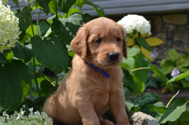 Harry – Golden Retriever puppy for sale in Owen, WI