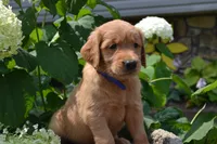 Harry, a male Golden Retriever for sale in Owen, WI – 1 of 7