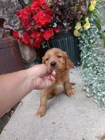 Babe, a female Golden Retriever for sale in Owen, WI – 1 of 4