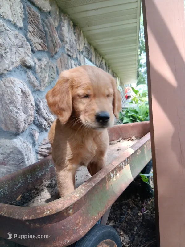 Biff – Golden Retriever puppy for sale in Owen, WI