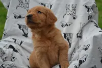 Roxann orange collar, a female Golden Retriever for sale in Owen, WI – 2 of 2