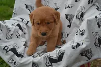 Rylee red collar, a female Golden Retriever for sale in Owen, WI – 2 of 2