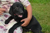 Red collar, a female Labrador Retriever for sale in Owen, WI – 1 of 1