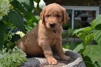 Harry, a male Golden Retriever for sale in Owen, WI – 7 of 7