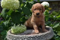 Harry, a male Golden Retriever for sale in Owen, WI – 3 of 7