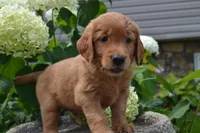 Hugo, a male Golden Retriever for sale in Owen, WI – 3 of 6