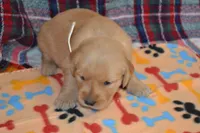 Marsha, a female Golden Retriever for sale in Owen, WI – 1 of 4