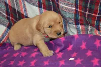 Mylie, a female Golden Retriever for sale in Owen, WI – 2 of 4