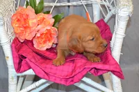 Bailey, a female Golden Retriever for sale in Owen, WI – 1 of 5