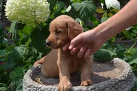Harley, a male Golden Retriever for sale in Owen, WI – 4 of 7