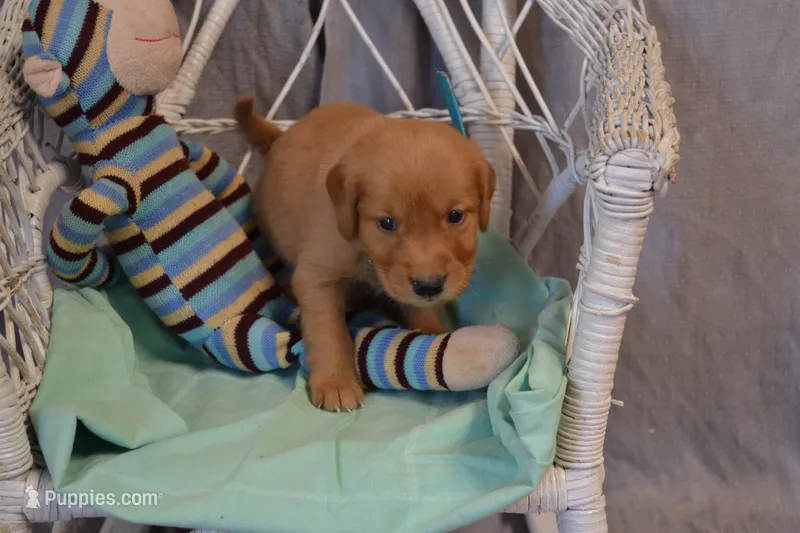Baron – Golden Retriever puppy for sale in Owen, WI