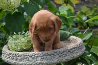 Hans, a male Golden Retriever for sale in Owen, WI – 6 of 7