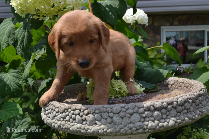 Harley – Golden Retriever puppy for sale in Owen, WI