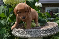 Harley, a male Golden Retriever for sale in Owen, WI – 1 of 7