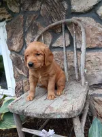 Butch, a male Golden Retriever for sale in Owen, WI – 2 of 4