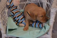 Bruno, a male Golden Retriever for sale in Owen, WI – 2 of 5