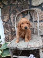 Butch, a male Golden Retriever for sale in Owen, WI – 3 of 4