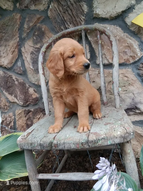 Biff – Golden Retriever puppy for sale in Owen, WI