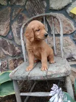Biff, a male Golden Retriever for sale in Owen, WI – 1 of 4