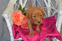 Bailey, a female Golden Retriever for sale in Owen, WI – 5 of 5