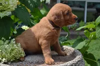 Hans, a male Golden Retriever for sale in Owen, WI – 5 of 7