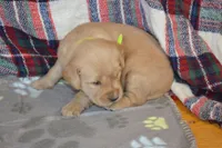 Morning, a female Golden Retriever for sale in Owen, WI – 3 of 4