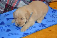 Milo, a male Golden Retriever for sale in Owen, WI – 3 of 4