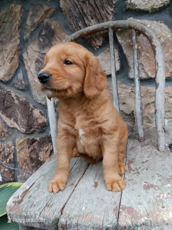 Butch – Golden Retriever puppy for sale in Owen, WI